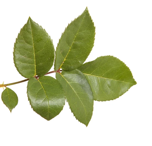 Yeşil yaprak gül bush ile. Beyaz arka plan üzerinde izole