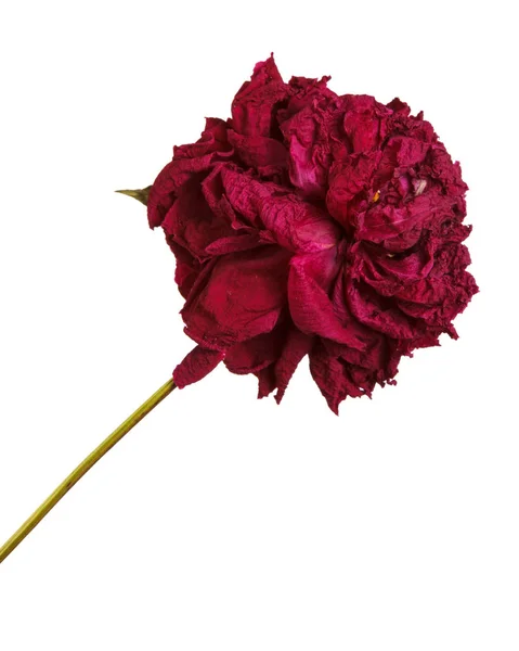 Flor seca de uma peônia roxa. Isolado sobre fundo branco — Fotografia de Stock