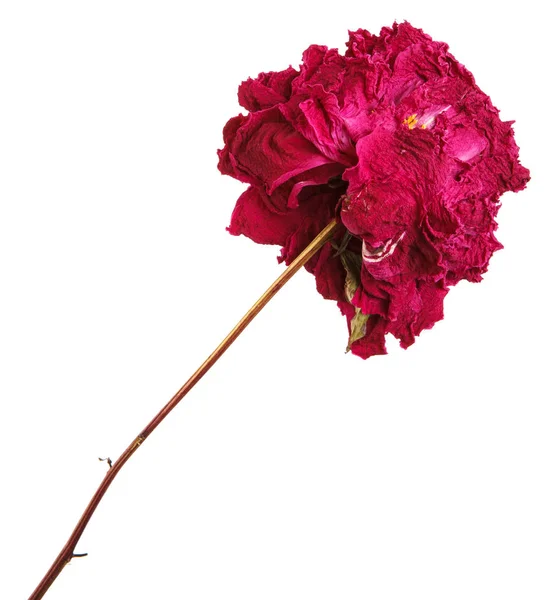 Flor seca de uma peônia roxa. Isolado sobre fundo branco — Fotografia de Stock