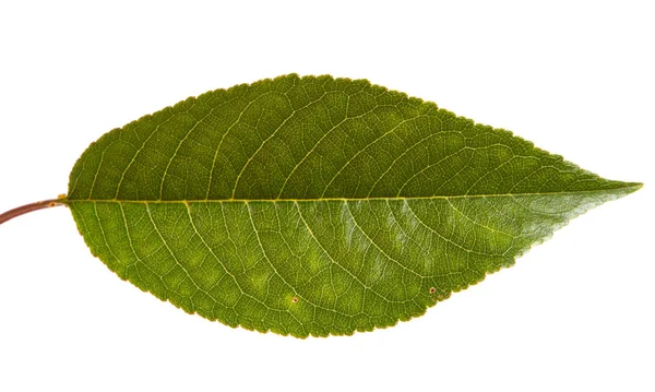 Feuilles d'un cerisier sur une branche. Isolé sur fond blanc — Photo