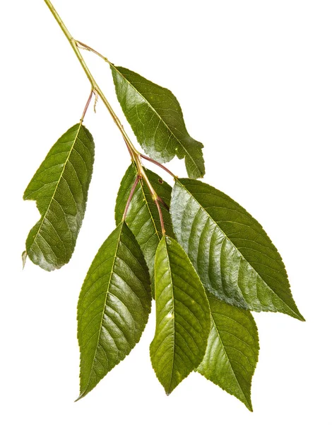 Kiraz ağacı yapraklarının dal. Beyaz adam izole