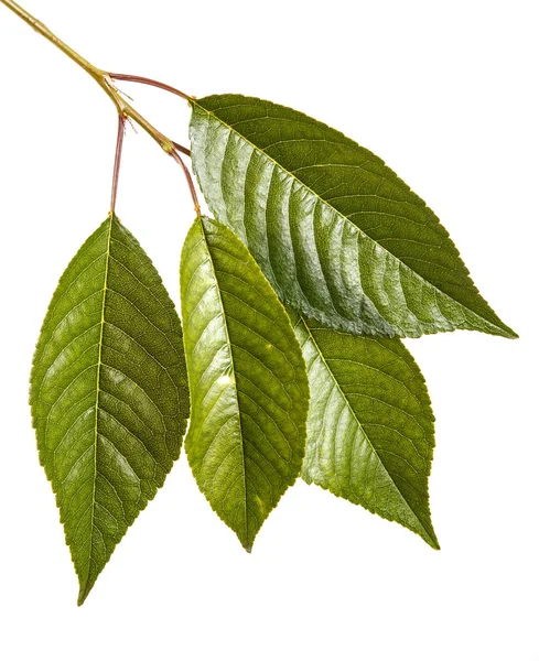 Leaves of a cherry tree on a branch. Isolated on white backgroun — Stock Photo, Image