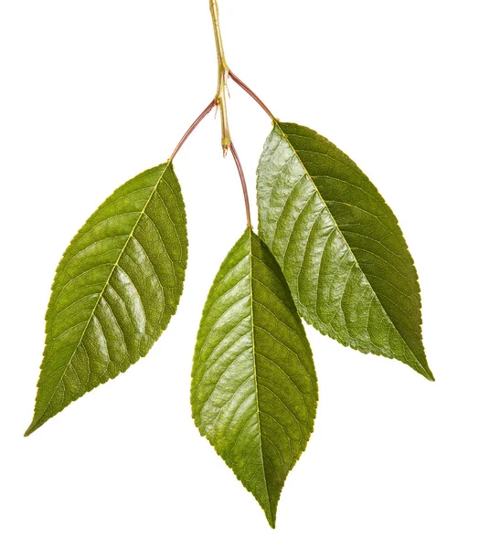 Kiraz ağacı yapraklarının dal. Beyaz adam izole