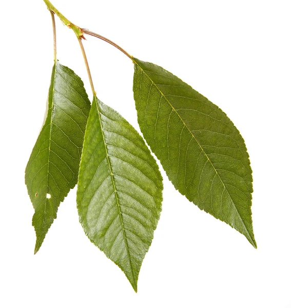 Leaves of a cherry tree on a branch. Isolated on white backgroun