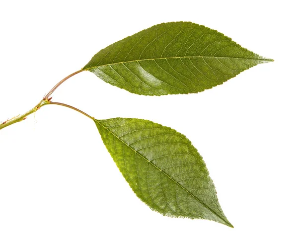 Leaves of a cherry tree on a branch. Isolated on white backgroun — Stock Photo, Image