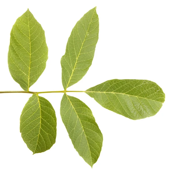 ceviz yaprakları beyaz arkaplanda izole