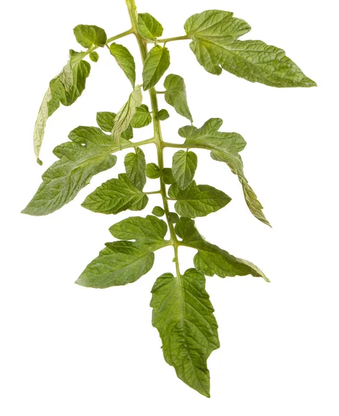 La hoja verde del arbusto de tomate. Aislado sobre fondo blanco —  Fotos de Stock