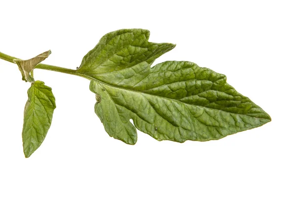 Зелений лист помідора. Ізольовані на білому тлі — стокове фото