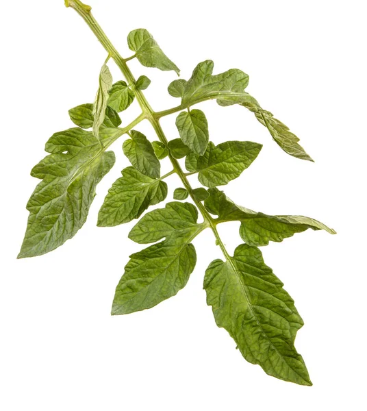 Yeşil yaprak bir domates Bush. Beyaz arka plan üzerinde izole