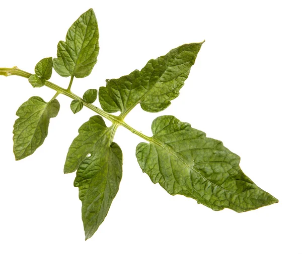 Folha verde de um arbusto de tomate. Isolado sobre fundo branco — Fotografia de Stock