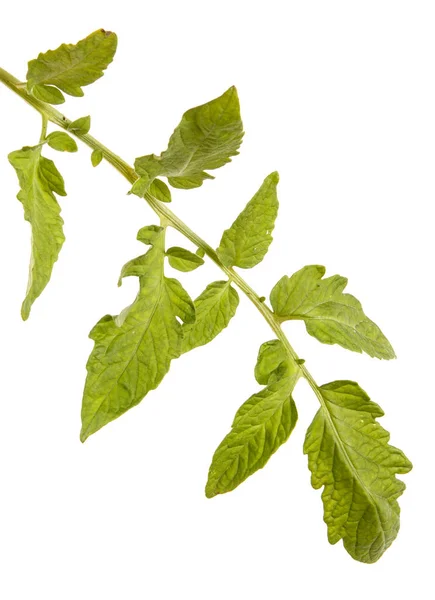 La hoja verde del arbusto de tomate. Aislado sobre fondo blanco —  Fotos de Stock