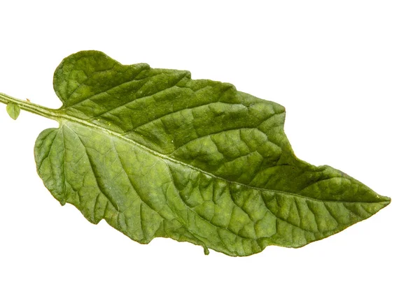 Feuille verte d'un buisson de tomate. Isolé sur fond blanc — Photo