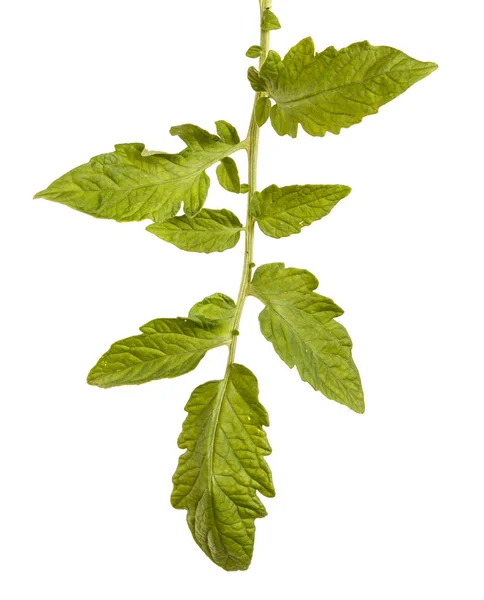 La hoja verde del arbusto de tomate. Aislado sobre fondo blanco —  Fotos de Stock