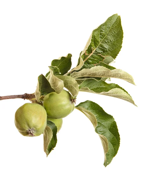 Branche de pommier aux pommes non mûres. Isolé sur fond blanc — Photo