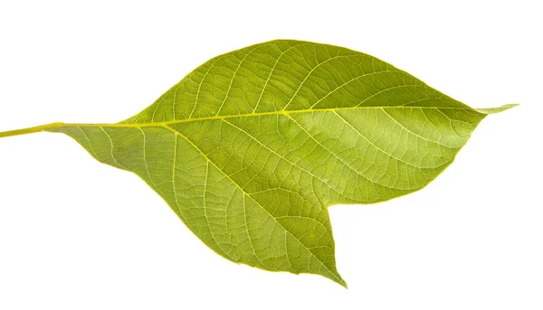 하얀 배경에 따로 떨어져 있는 호두 잎 — 스톡 사진