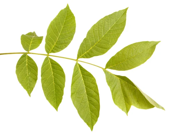 Walnut leaves isolated on white background — Stock Photo, Image