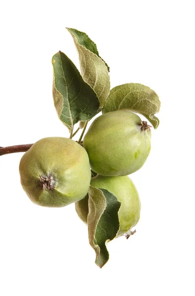 Rama de manzano con manzanas inmaduras. Aislado sobre respaldo blanco —  Fotos de Stock