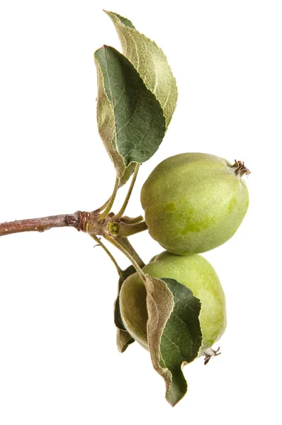 未熟リンゴとリンゴの木の枝。白の背景に分離 — ストック写真