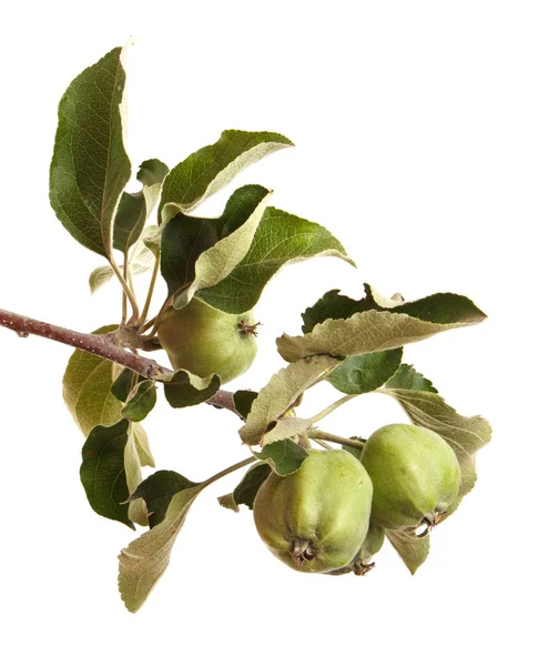 Rama de manzano con manzanas inmaduras. Aislado sobre respaldo blanco —  Fotos de Stock