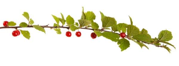 A branch of Chinese cherry. Isolated on white background — Stock Photo, Image