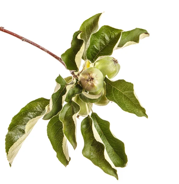 Υποκατάστημα της μηλιάς με άγουρα τα μήλα. Απομονωμένα σε λευκό backg — Φωτογραφία Αρχείου