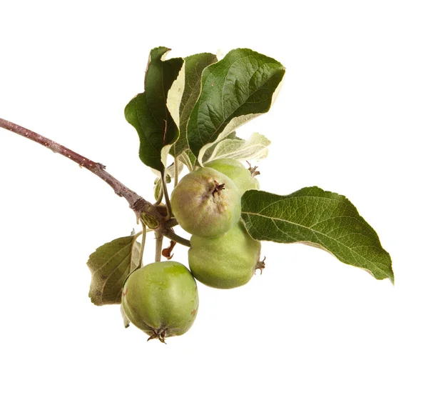 Υποκατάστημα της μηλιάς με άγουρα τα μήλα. Απομονωμένα σε λευκό backg — Φωτογραφία Αρχείου