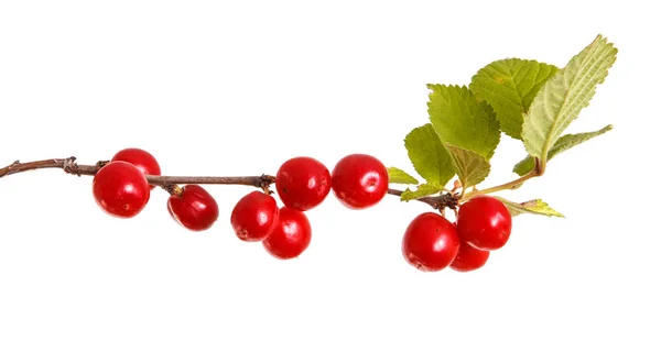 En gren av kinesiska körsbär. Isolerad på vit bakgrund — Stockfoto