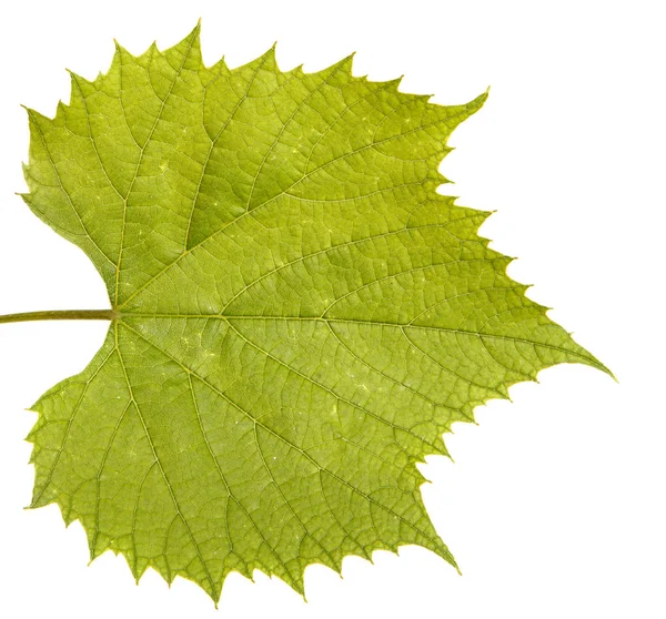 Üzüm asma yaprakları. Beyaz arka plan üzerinde izole