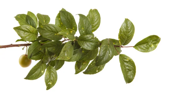 A branch of a plum tree. Isolated on white background — Stock Photo, Image