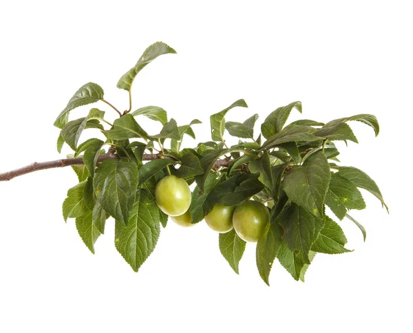 A branch of a plum tree. Isolated on white background — Stock Photo, Image