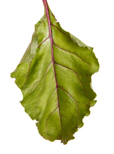 Zöld levelek, cukorrépa. Elszigetelt fehér background — Stock Fotó