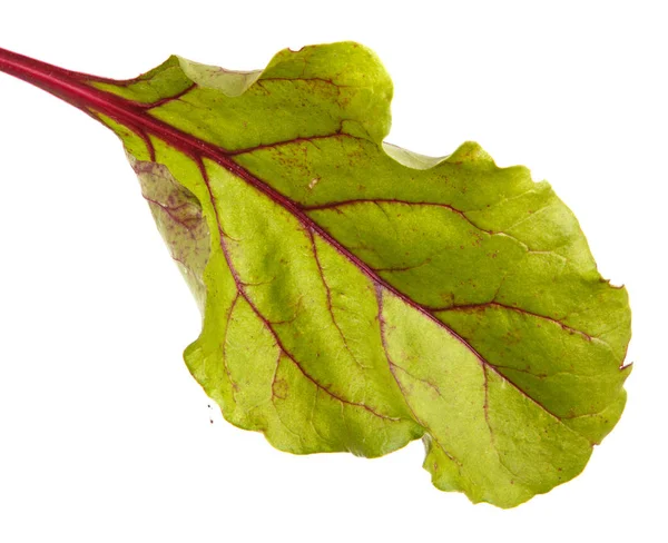 Hojas verdes de remolacha azucarera. Aislado sobre fondo blanco —  Fotos de Stock