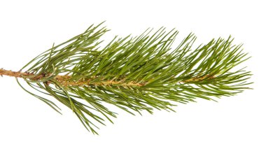 Çam ağacı dalı. Beyaz arka plan üzerinde izole