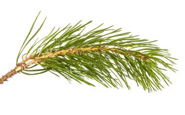 Çam ağacı dalı. Beyaz arka plan üzerinde izole