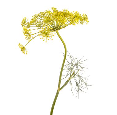 Beyaz arka plan üzerinde izole çiçek açması dereotu