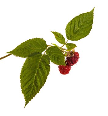 Olgun Kırmızı Ahududu dal. Beyaz arka plan üzerinde izole