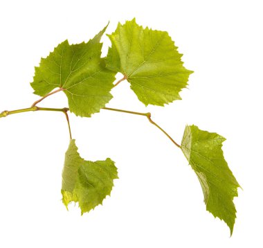 Genç Koruk kümeleri asma üzerinde. Beyaz b izole