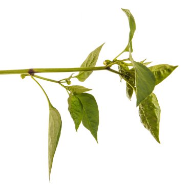 Tatlı biber yaprakları. Beyaz arka plan üzerinde izole