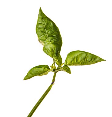 Tatlı biber yaprakları. Beyaz arka plan üzerinde izole