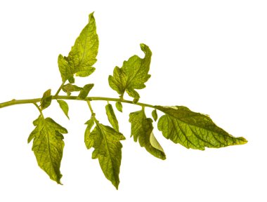 Yeşil domates bush tarafından bırakır. Beyaz backgrou izole