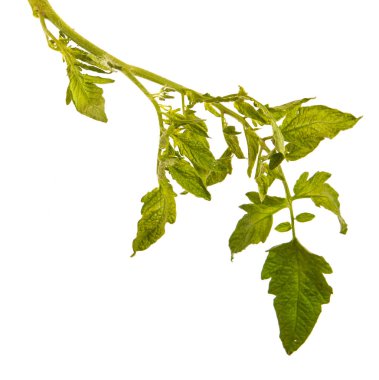 Yeşil domates bush tarafından bırakır. Beyaz backgrou izole