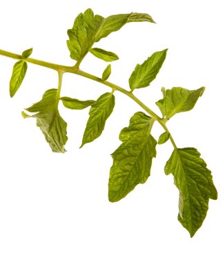 Yeşil domates bush tarafından bırakır. Beyaz backgrou izole