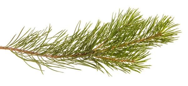 A branch of a pine tree. Isolated on white background — Stock Photo, Image