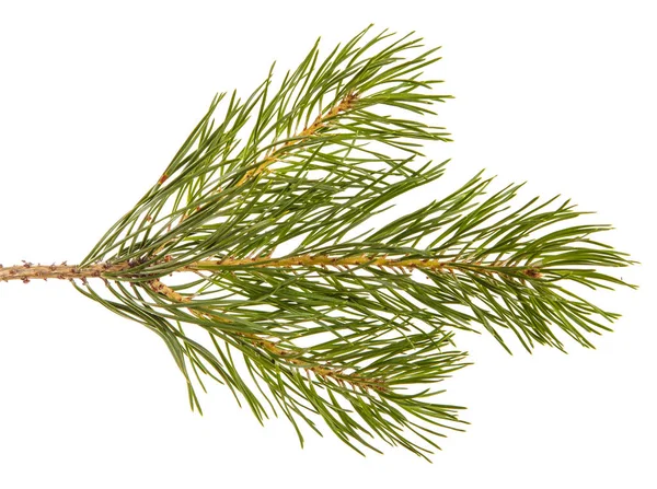 松の木の枝。白い背景に分離 — ストック写真