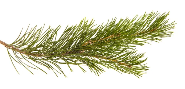 A branch of a pine tree. Isolated on white background — Stock Photo, Image