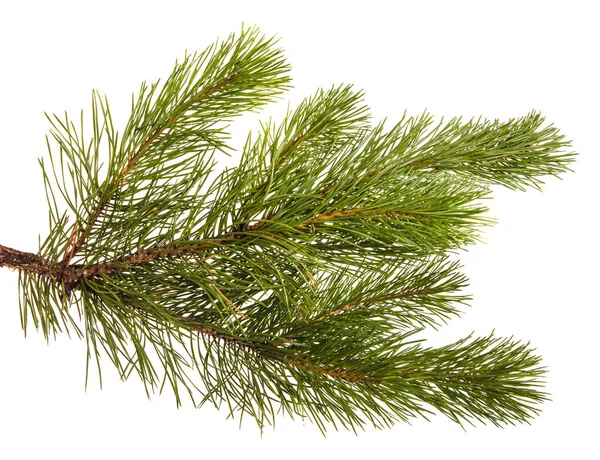 A branch of a pine tree. Isolated on white background — Stock Photo, Image