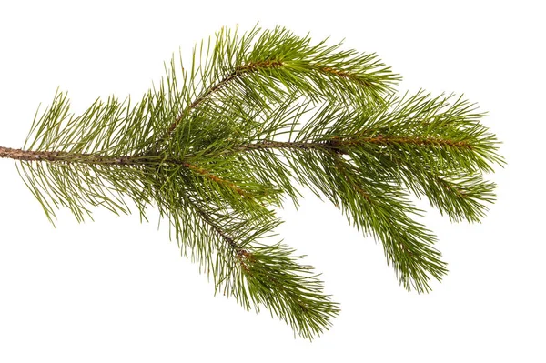 A branch of a pine tree. Isolated on white background — Stock Photo, Image