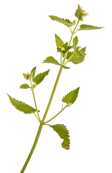 Una rama de menta picante. Aislado sobre fondo blanco — Foto de Stock