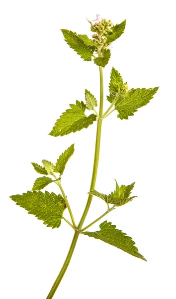 Una rama de menta picante. Aislado sobre fondo blanco — Foto de Stock