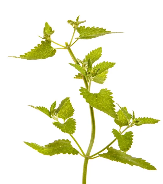 A branch of peppermint. Isolated on white background — Stock Photo, Image